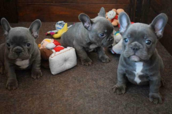 Blue French Bulldog Puppies