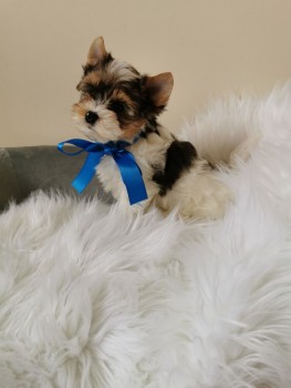 Yorkshire Terrier Puppies