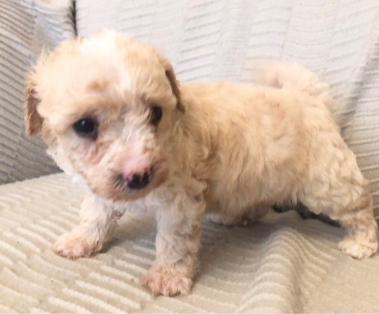 Toy Poodle Puppies Ready Now