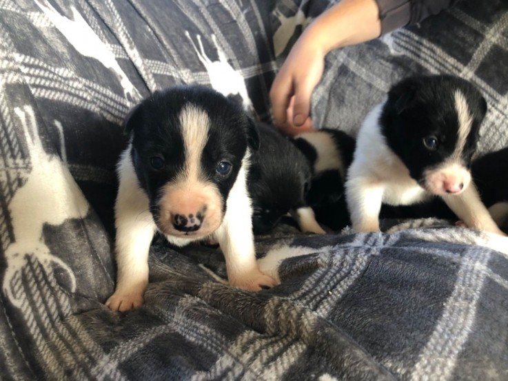 Cute Border Collie Puppies Available Now