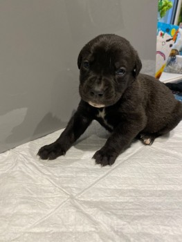 cane corso puppies available