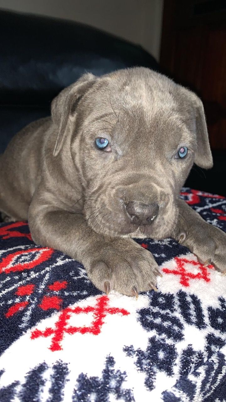 Awesome Cane Corso Puppies