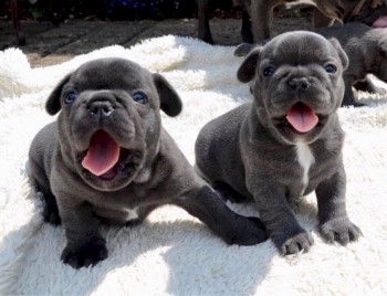 Nice French  Bulldog Puppies