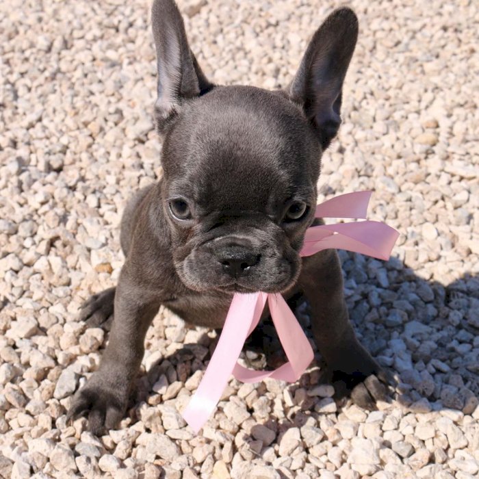 Nice French  Bulldog Puppies