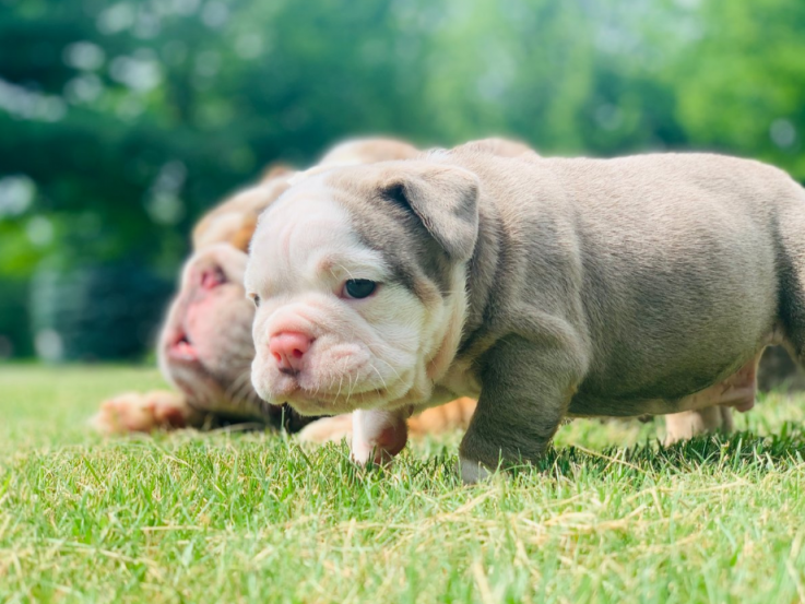 English Bulldog Puppies. 