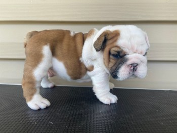 English Bulldog Puppy text to + 1 972 73