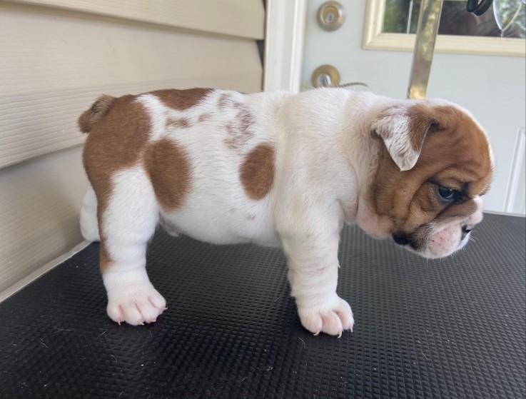 English Bulldog Puppy text to + 1 972 73