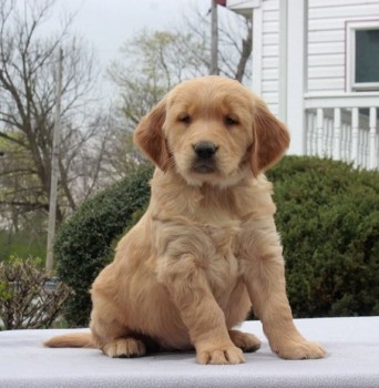 Golden Retriever Puppies For Sale