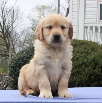 Golden Retriever Puppies For Sale