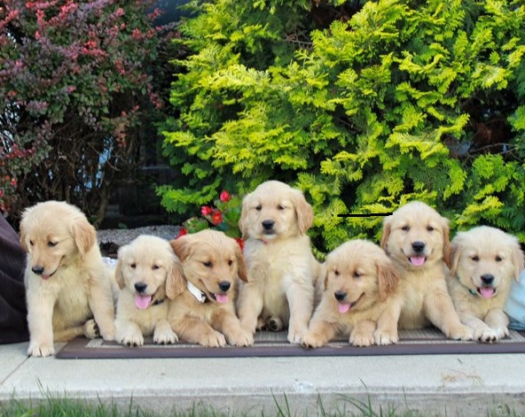 Golden Retriever Puppies For Sale