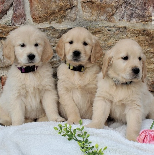 Golden Retriever Puppies For Sale