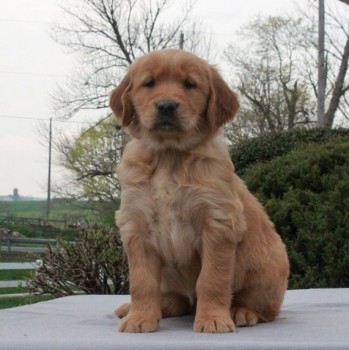 Golden Retriever Puppies For Sale