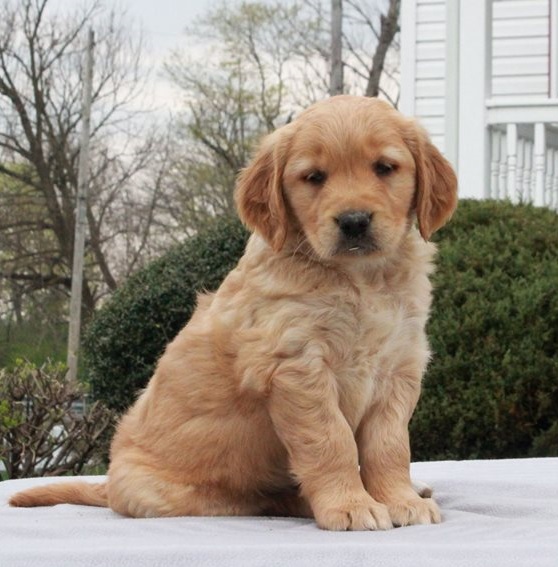 Golden Retriever Puppies For Sale