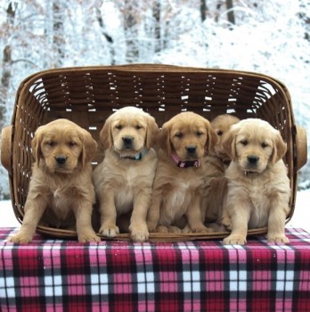 Golden Retriever Puppies For Sale