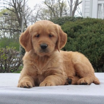 Golden Retriever Puppies For Sale