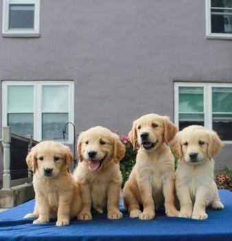 Golden Retriever Puppies For Sale