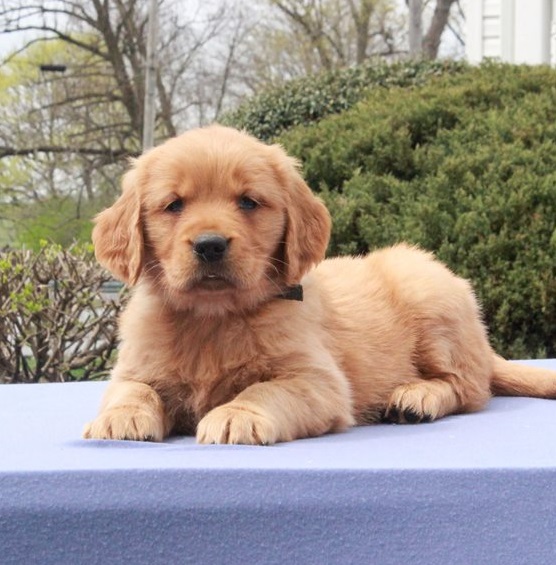 Golden Retriever Puppies For Sale