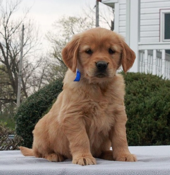 Golden Retriever Puppies For Sale