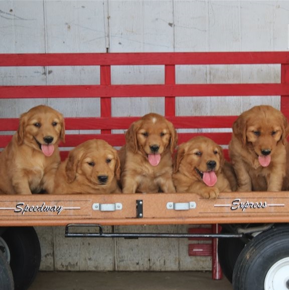 Golden Retriever Puppies For Sale