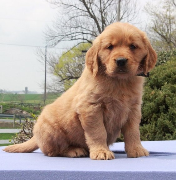 Golden Retriever Puppies For Sale