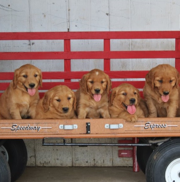 Golden Retriever Puppies For Sale