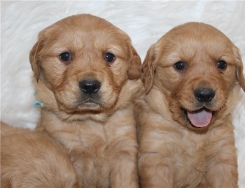 Golden Retriever Puppies For Sale