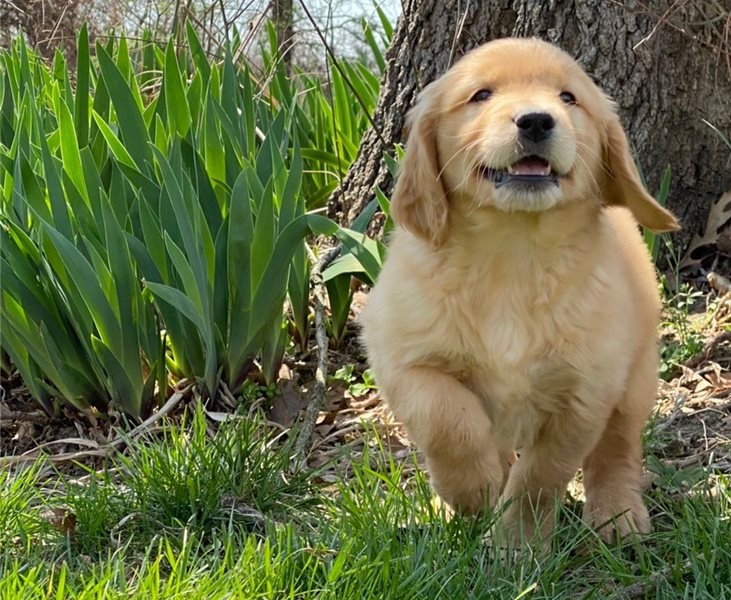 Golden Retriever Puppies For Sale