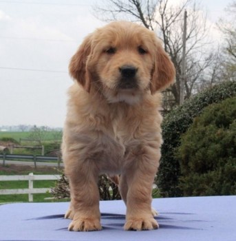 Golden Retriever Puppies For Sale