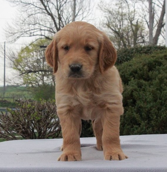 Golden Retriever Puppies For Sale