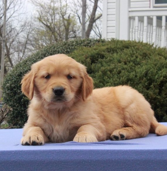 Golden Retriever Puppies For Sale