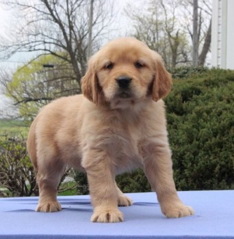 Golden Retriever Puppies For Sale