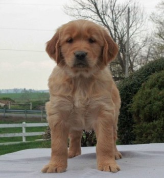 Golden Retriever Puppies For Sale