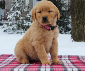 Golden Retriever Puppies For Sale