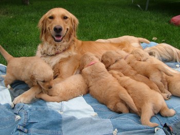 Golden Retriever Puppies For Sale