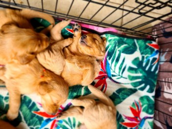 Golden Retriever Puppies For Sale