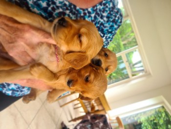 Golden Retriever Puppies For Sale