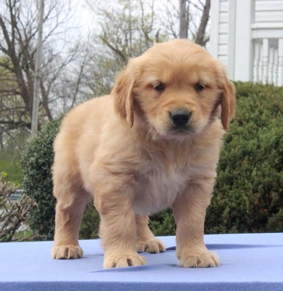 Golden Retriever Puppies For Sale