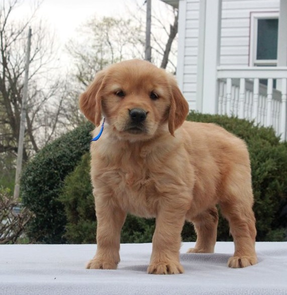 Golden Retriever Puppies For Sale