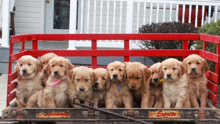 Golden Retriever Puppies For Sale