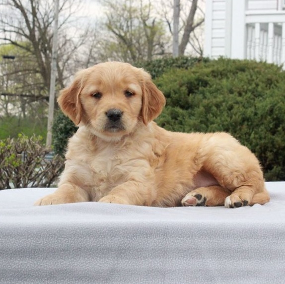 Golden Retriever Puppies For Sale