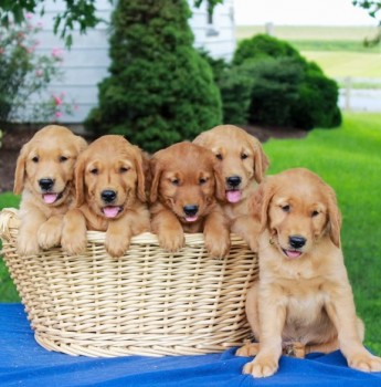 Golden Retriever Puppies For Sale