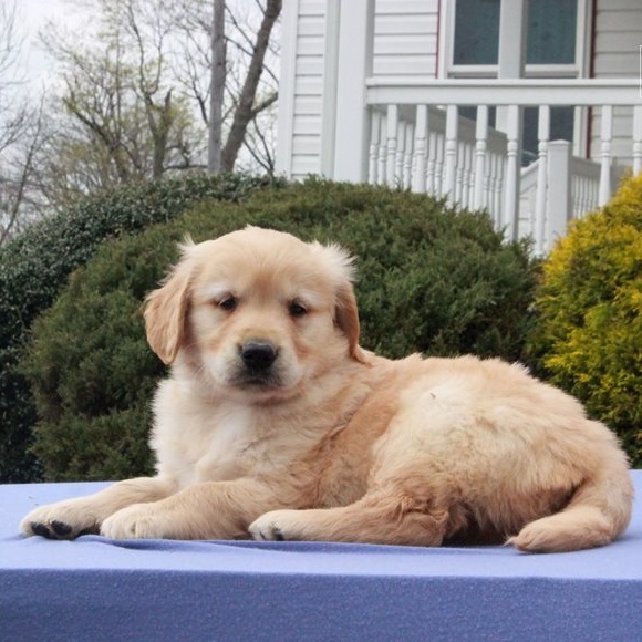 Golden Retriever Puppies For Sale