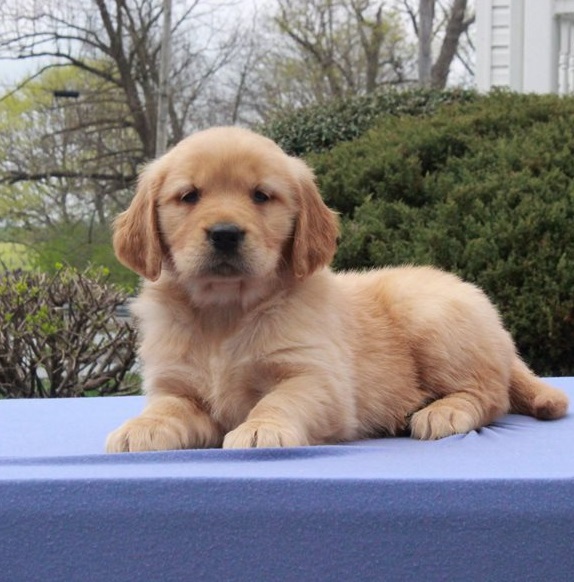 Golden Retriever Puppies For Sale