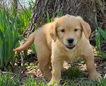 Golden Retriever Puppies For Sale