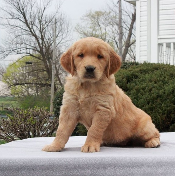 Golden Retriever Puppies For Sale