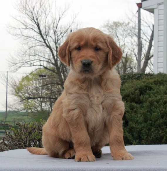 Golden Retriever Puppies For Sale