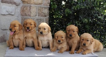 Golden Retriever Puppies For Sale