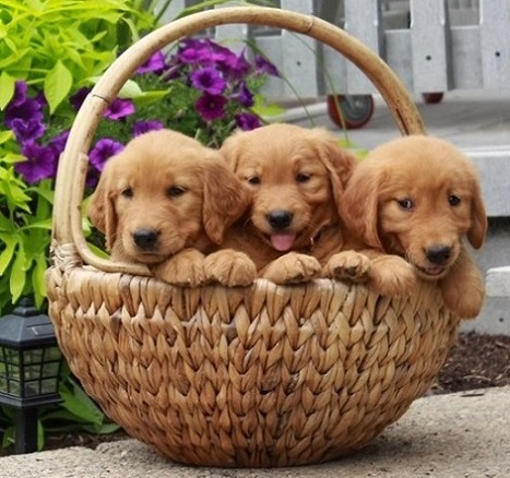 Golden Retriever Puppies For Sale