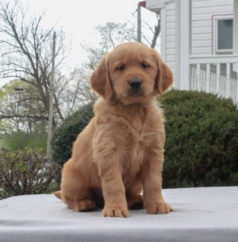 Golden Retriever Puppies For Sale