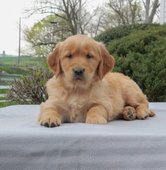 Golden Retriever Puppies For Sale